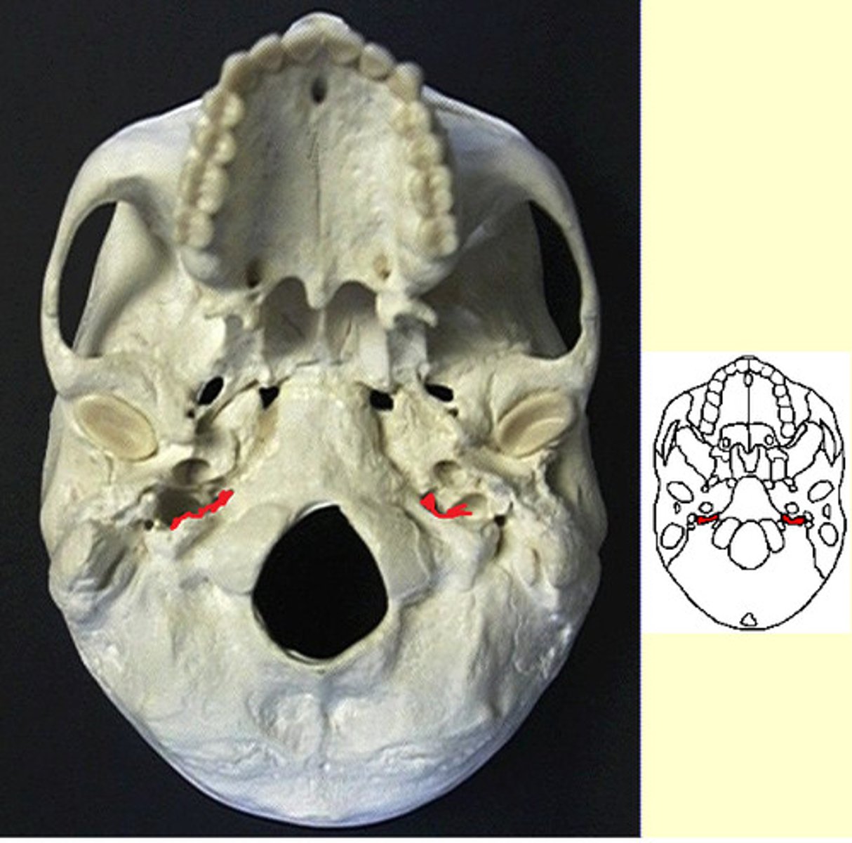 knowt flashcard image