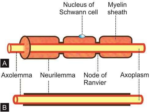 <p>Neurilemma</p>