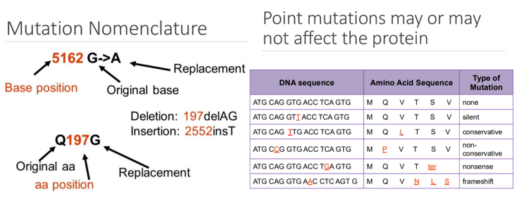 <p><span style="font-family: &quot;Times New Roman&quot;, serif;"><span>Single-nucleotide polymorphism (SNPs)</span></span></p><p class="MsoListParagraphCxSpFirst"><span style="font-family: Aptos, sans-serif;"><span>-</span></span><span style="font-family: &quot;Times New Roman&quot;; line-height: normal; font-size: 7pt;"><span>&nbsp;&nbsp;&nbsp;&nbsp;&nbsp;&nbsp;&nbsp;&nbsp;&nbsp; </span></span><span style="font-family: &quot;Times New Roman&quot;, serif;"><span>Single-nucleotide differences between DNA sequences</span></span></p><p class="MsoListParagraphCxSpMiddle"><span style="font-family: Aptos, sans-serif;"><span>-</span></span><span style="font-family: &quot;Times New Roman&quot;; line-height: normal; font-size: 7pt;"><span>&nbsp;&nbsp;&nbsp;&nbsp;&nbsp;&nbsp;&nbsp;&nbsp;&nbsp; </span></span><span style="font-family: &quot;Times New Roman&quot;, serif;"><span>One SNP occurs approximately every ~1250 base pairs in human DNA</span></span></p><p class="MsoListParagraphCxSpMiddle"><span style="font-family: Aptos, sans-serif;"><span>-</span></span><span style="font-family: &quot;Times New Roman&quot;; line-height: normal; font-size: 7pt;"><span>&nbsp;&nbsp;&nbsp;&nbsp;&nbsp;&nbsp;&nbsp;&nbsp;&nbsp; </span></span><span style="font-family: &quot;Times New Roman&quot;, serif;"><span>Every individual has ~11 million SNPs in their genome</span></span></p><p class="MsoListParagraphCxSpMiddle"><span style="font-family: Aptos, sans-serif;"><span>-</span></span><span style="font-family: &quot;Times New Roman&quot;; line-height: normal; font-size: 7pt;"><span>&nbsp;&nbsp;&nbsp;&nbsp;&nbsp;&nbsp;&nbsp;&nbsp;&nbsp; </span></span><span style="font-family: &quot;Times New Roman&quot;, serif;"><span>SNPs are detected by sequencing, melt curve analysis, or other methods</span></span></p><p class="MsoListParagraphCxSpLast"><span style="font-family: Aptos, sans-serif;"><span>-</span></span><span style="font-family: &quot;Times New Roman&quot;; line-height: normal; font-size: 7pt;"><span>&nbsp;&nbsp;&nbsp;&nbsp;&nbsp;&nbsp;&nbsp;&nbsp;&nbsp; </span></span><span style="font-family: &quot;Times New Roman&quot;, serif;"><span>99% have no biological effect, ~60,000 SNPs are within genes</span></span></p>