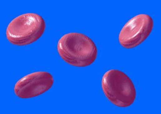 <p><span>Biconcave disk</span></p>