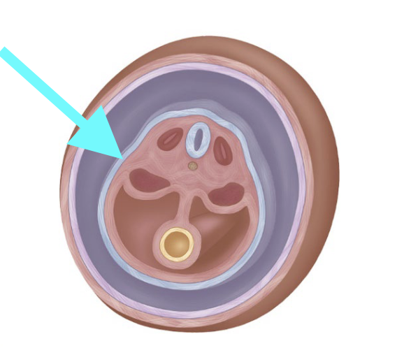<p>What structure is shown?</p>