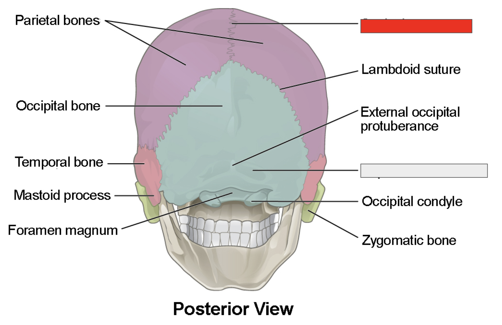 <p>Name the covered bones</p>