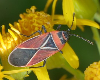 <ol><li><p>Oval to elongate in shape</p></li><li><p>Four or five strong veins in front wing membrane</p></li><li><p>Four-segmented antennae</p></li><li><p>Ocelli present</p></li></ol><p></p>