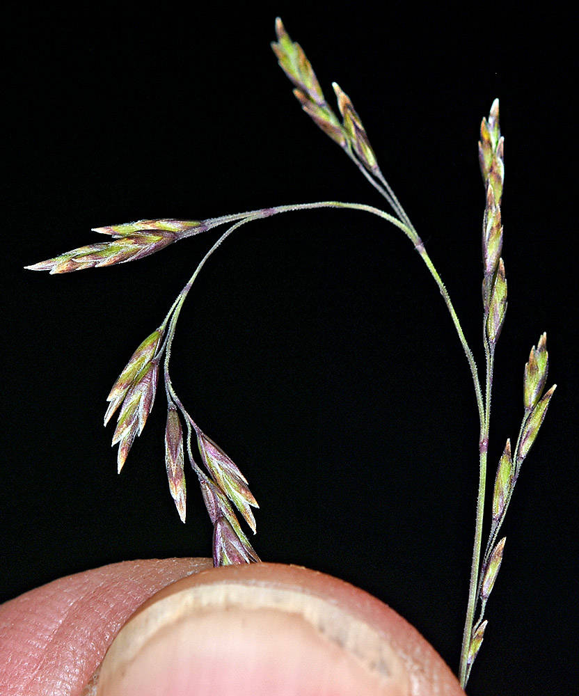 <p>What is this plant’s scientific name?</p>