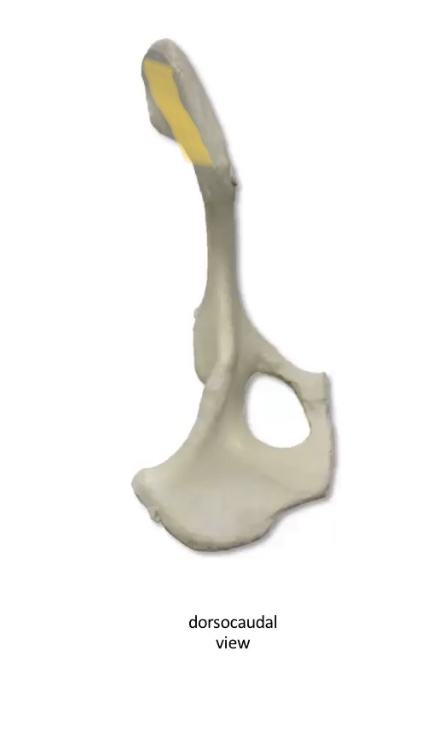 What is this bony prominence 