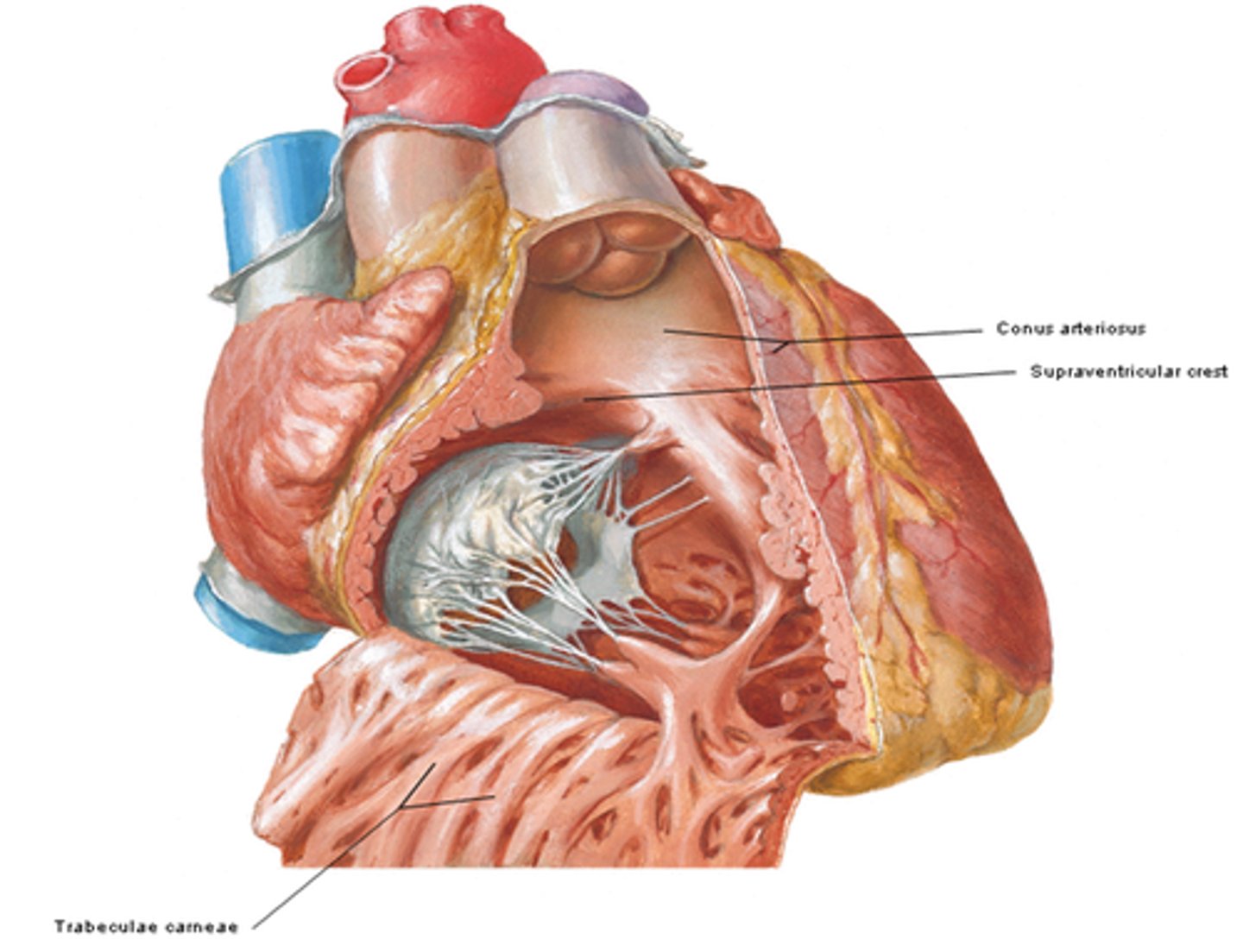 <p>thick muscular ridge, separating the ridged muscular wall from the smooth wall of the conus arteriosus</p>