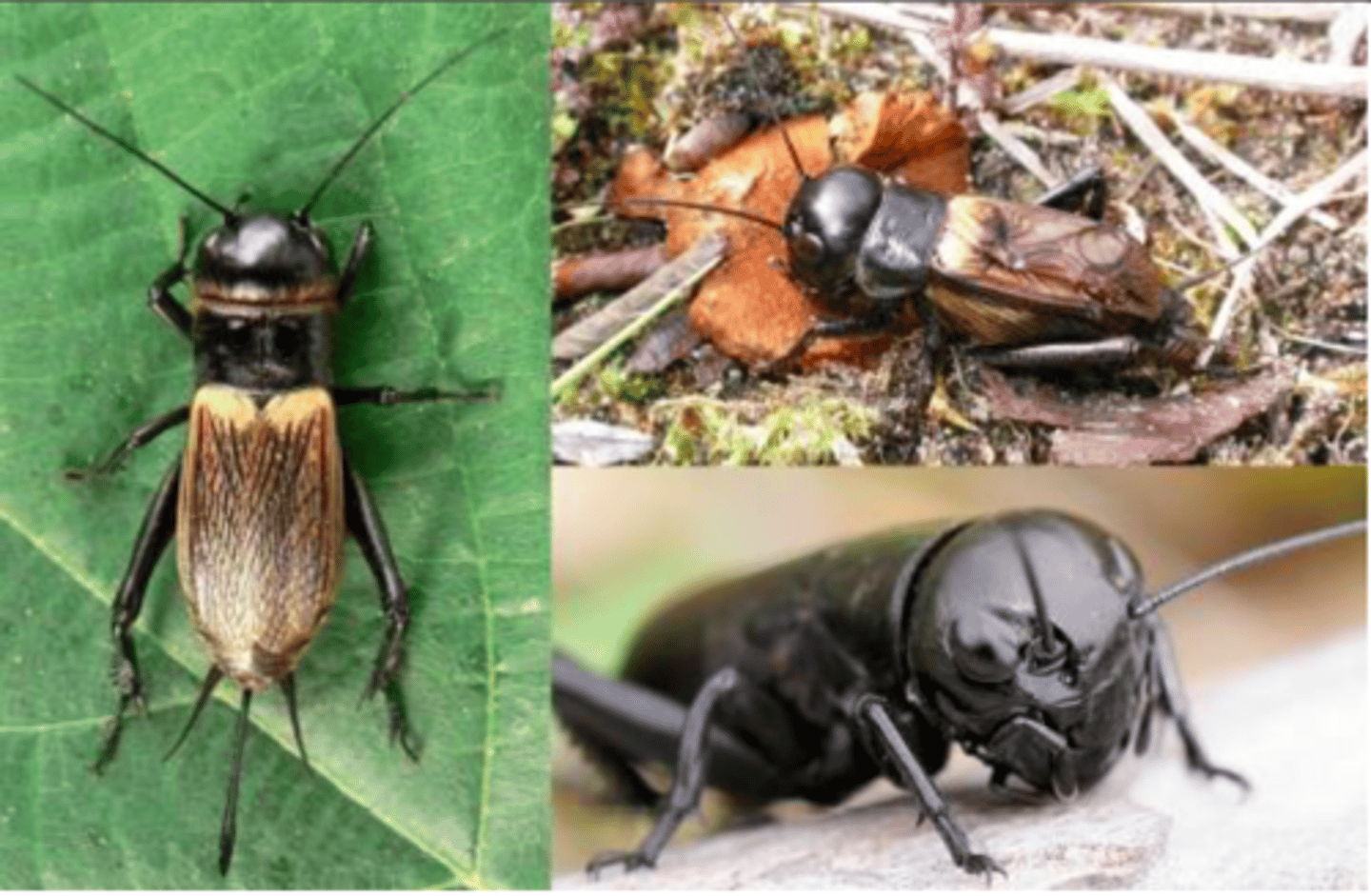 <p>ŘÁD- česky, latinsky</p><p>Podřád- česky, latinsky</p><p>Infrařád- /</p><p>Čeleď- česky</p><p>Rod- /</p><p>Druh- česky</p><p>(25 mm)</p>