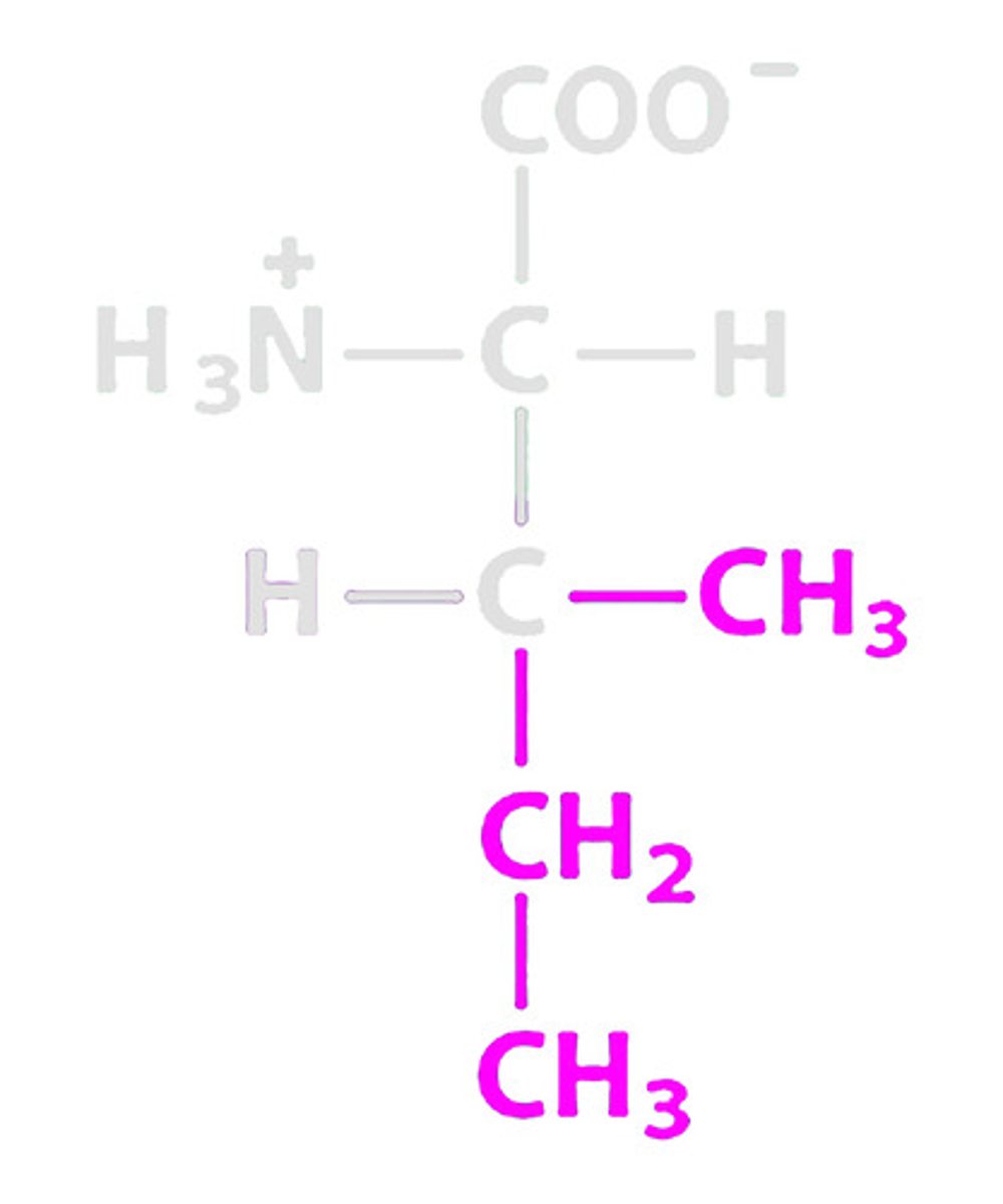 <p>Name the amino acid with the symbol of I</p>