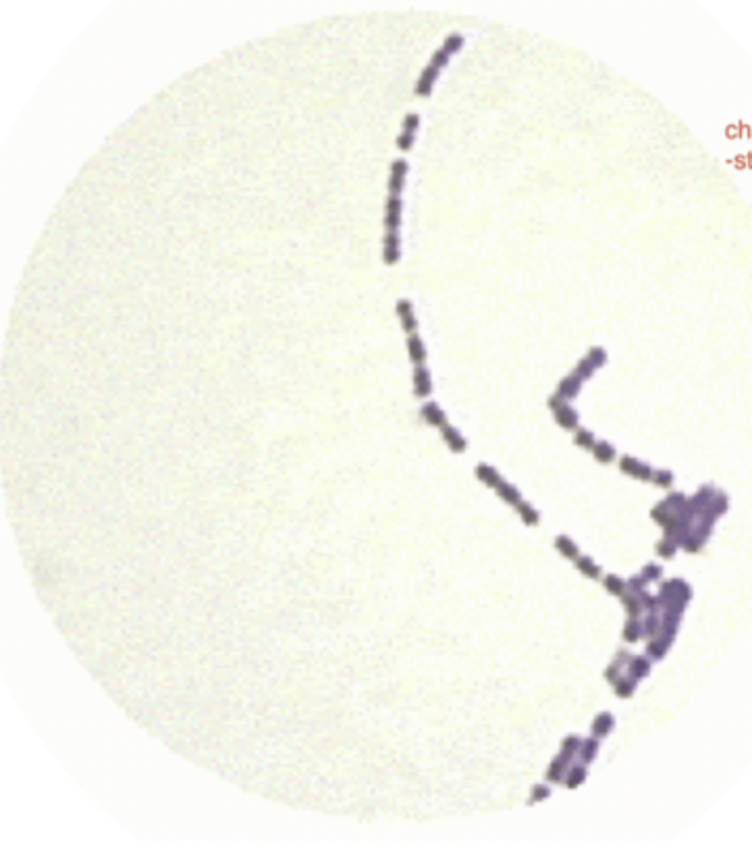 <p>which bacteria?</p>