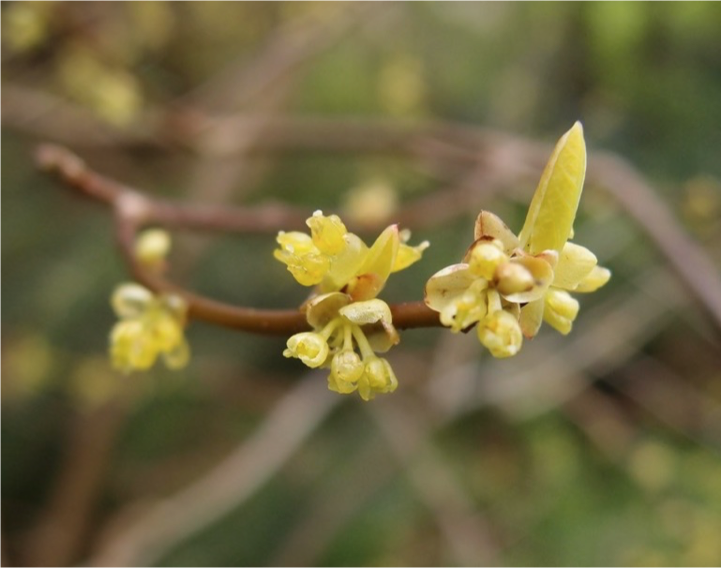 <p>bear paws - valvate anthers opening by 4 flaps (2 per anther sac)</p><p>Leaves simple and alternate with pinnate venation (midline with L&amp;R branch)</p><p>cyme infl - inner flowers open first</p><p>floral parts usually in multiples of 3 and mostly near top of stem</p><p>perianth undifferentiated (tepals)</p><p>ovary superior</p>