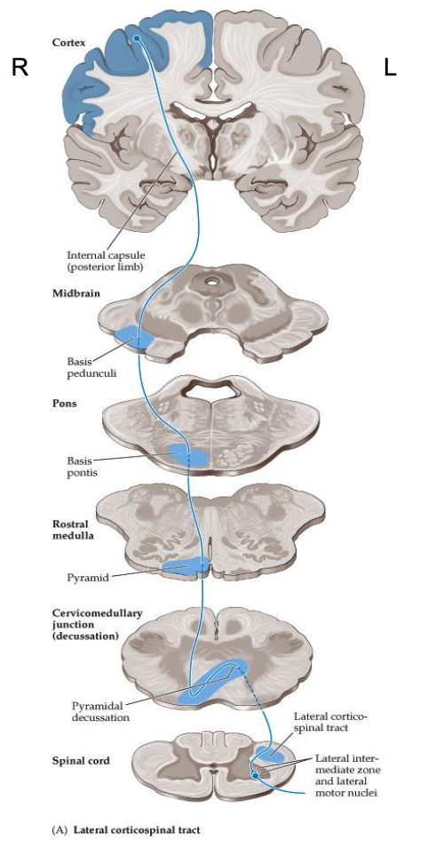 <p>Where does the CST enter to synapse on LMNs? What is this responsible for?</p>