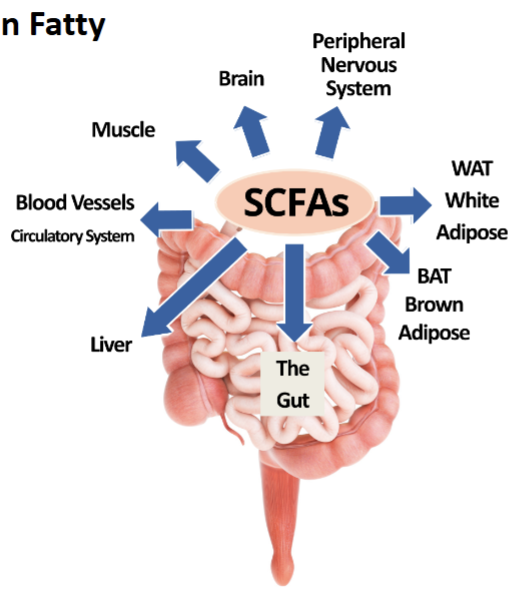 <p>Short Chan Fatty Acids&nbsp;</p>