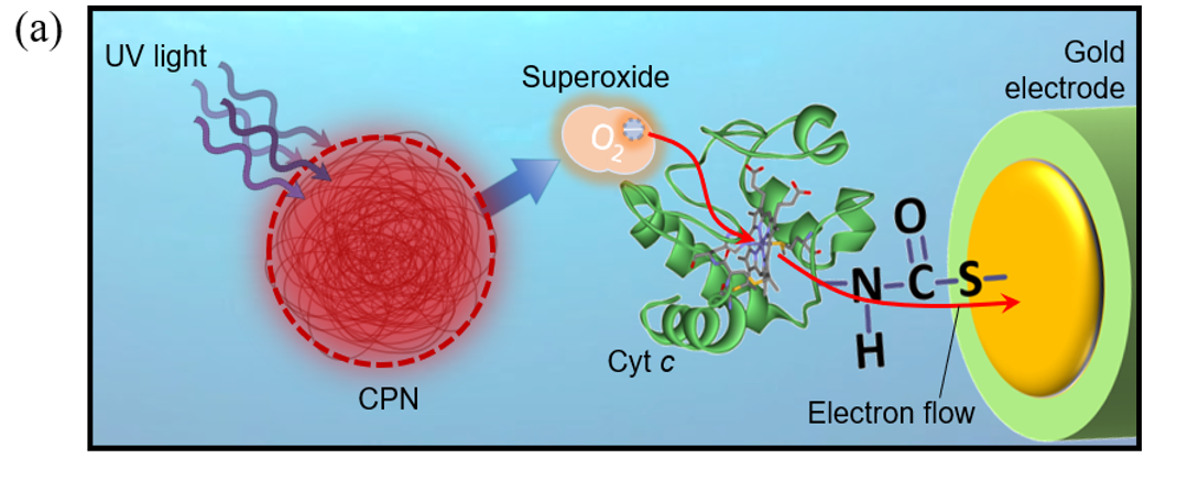 <ol><li><p>DTSSP on surface of gold electrode, banded to cytochrome c</p></li><li><p>Superoxide (O₂⁻) reducing the Fe³⁺ in cytochrome c to Fe²⁺</p></li><li><p>electron taken by +ve electrode surface</p></li><li><p>process repeated by present free radicals</p></li></ol><p></p>