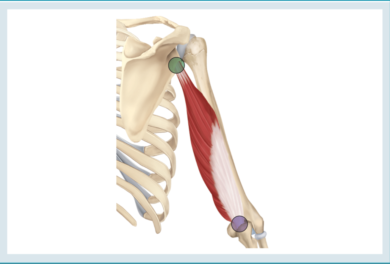 <p>Action : extension </p><p>o : infraglenoid fossa </p><p>i : olecranon process</p>