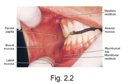 <ul><li><p>upper and lower horseshoe-shaped spaces in the oral cavity between the lips and cheeks anteriorly and laterally </p></li><li><p>maxillary and mandibular vestibule</p></li><li><p>lined by oral mucosa (labial and buccal)</p></li></ul><p></p>