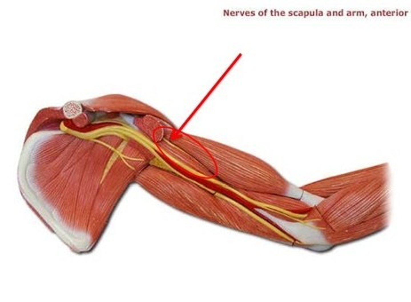 <p>Sensory Innervation: skin sensation for lateral forearm</p><p>Motor Innervation: anterior compartment of arm (coracobrachialis, biceps brachia, brachialis)</p><p>if damaged: weakness flexing elbow</p>