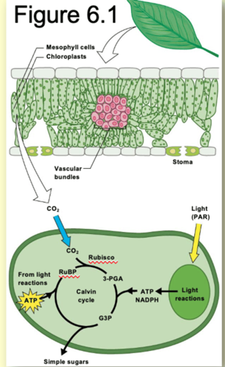 <p>1) RuBP (5 C mol.) combines with CO2 and fixes it into a solid form</p><p>2) reaction produces 2 molecules of 3-PGA (3 C mol)</p><p>3) 3-PGA, ATP, and NADPH are used to syntheisze the energy rich G3P</p><p>4) some G3P is used to produce sugars and carbs</p><p>5) most G3P used to create</p><p>new RuBP (with ATP)</p>