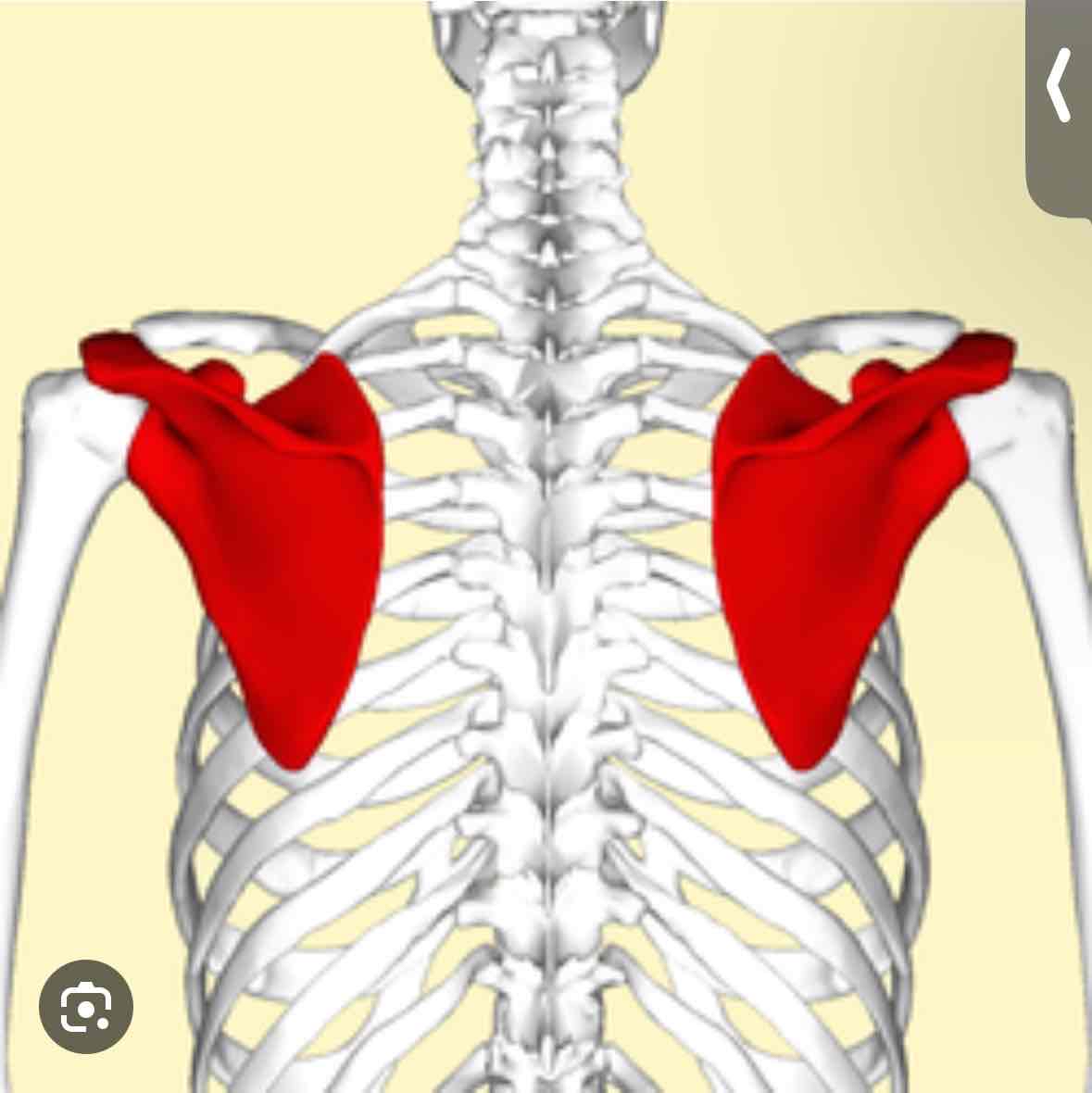 <p><span>A posterior region directly over the scapula (shoulder blades)</span></p>