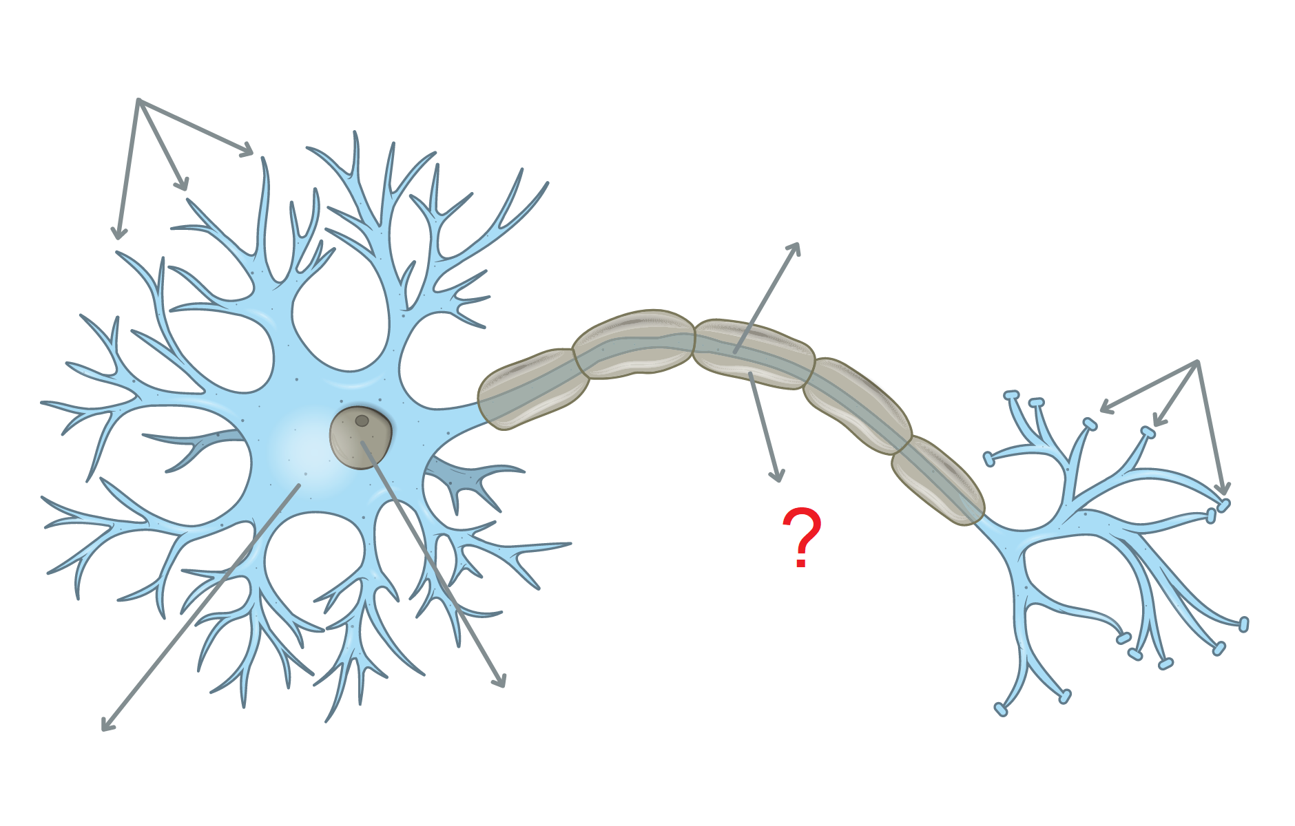 <p><strong>membrane constituée en majorité de lipides qui entoure les axones</strong>. Elle agit comme une gaine isolante autour de ceux-ci permettant une diffusion optimale de l'influx nerveux aussi appelé potentiel d'action entre les neurones.</p>