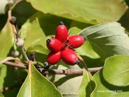 <p><span>Bright red, oblong drupe.</span></p>