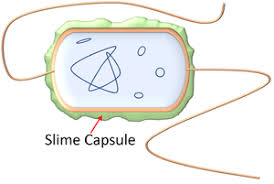 <p>A thick polysaccharide layer outside of the cell wall. Used for sticking cells together, as a food reserve, as protection against drying out and chemicals, and as protection against phagocytosis. In some species the capsules of many cells in a colony fuse together forming a mass of sticky cells called a biofilm. Dental plaque is an example of a biofilm.</p><p></p>