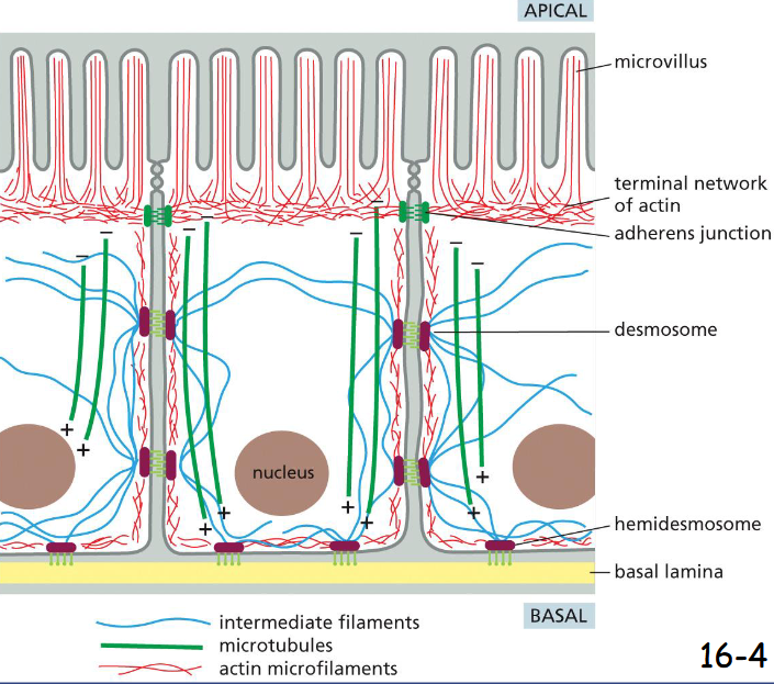 <p>cellular organization and polarity</p><p>in intestinal epithelial cells, bundled actin filaments support microvilli at the apical surface.</p><p>Below a circumferential band of actin filaments is connected to cell-cell adherens junction (anchor cell to each other and support the plasma membrane).</p><p>Microtubules run vertically from the top to the bottom and provide global coordination of organelles and vesicle transport.</p><p>Intermediate filaments are anchored to desmosomes (cell-cell connection) and hemidesmosomes (attached to extracellular matrix)</p>