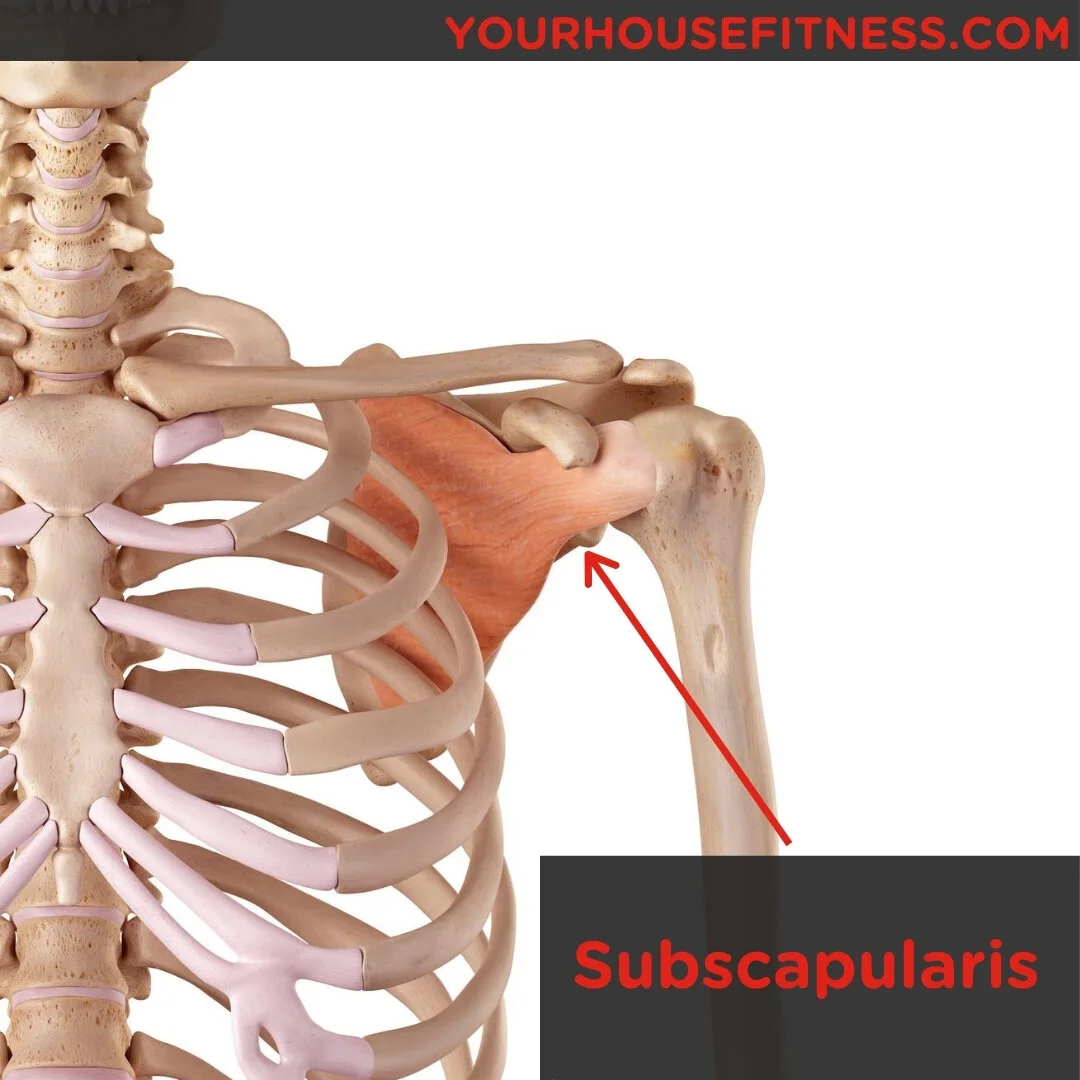 <p>Subscapularis</p>