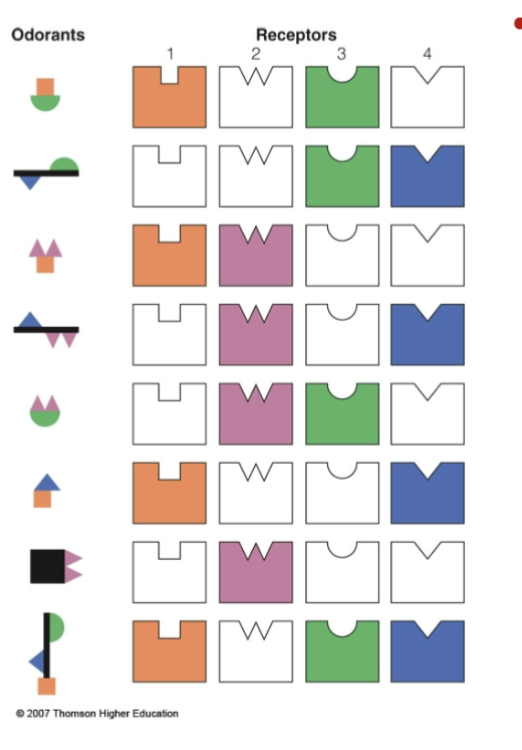<ul><li><p>odorants are coded by combos of olfactory receptors: across fiber patterning</p></li><li><p>specific receptors may be part of code for multiple odorants</p><ul><li><p>ex: we have 26 different letter in the alphabet, you can have multiple combonations of these letters to create words</p><ul><li><p>each word has different meanings tho</p></li></ul></li></ul></li></ul><p></p>