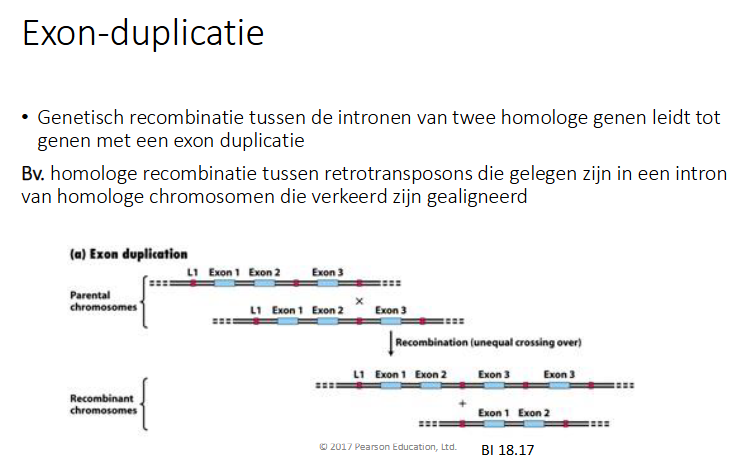 <p>genetische recombinatie tussen de intronen van twee homologe genen leidt tot genen met een exon duplicatie</p><p>bv homologe recombinatie tussen retrotransposon die gelegn zijn in een intron van homologe chromosomen die verkeerd zijn gealigneerd</p>