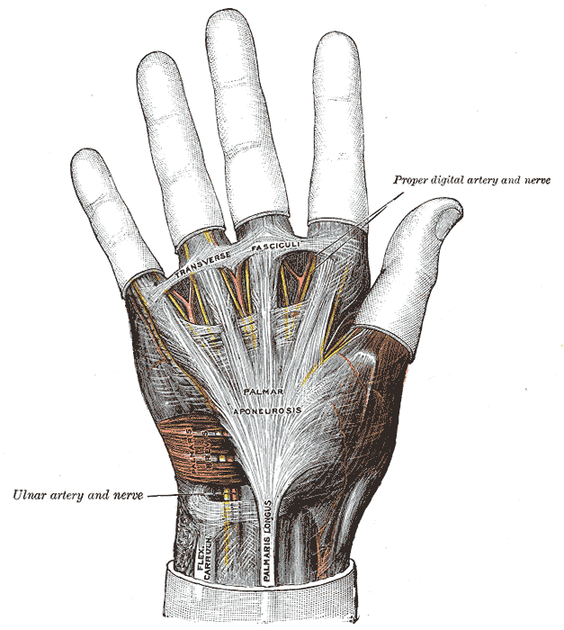 <p>Palmar</p>