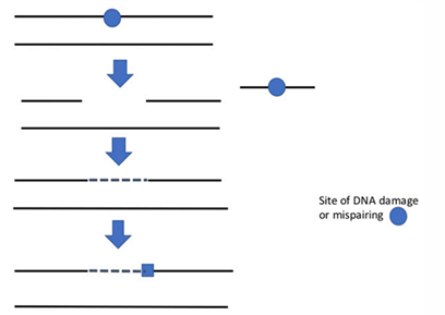 <ol><li><p>Recognition of the lesion.</p></li><li><p>Excision of the lesion. </p></li><li><p>Resynthesis of the DNA.</p></li><li><p>Ligation of loose ends</p></li></ol><p></p>