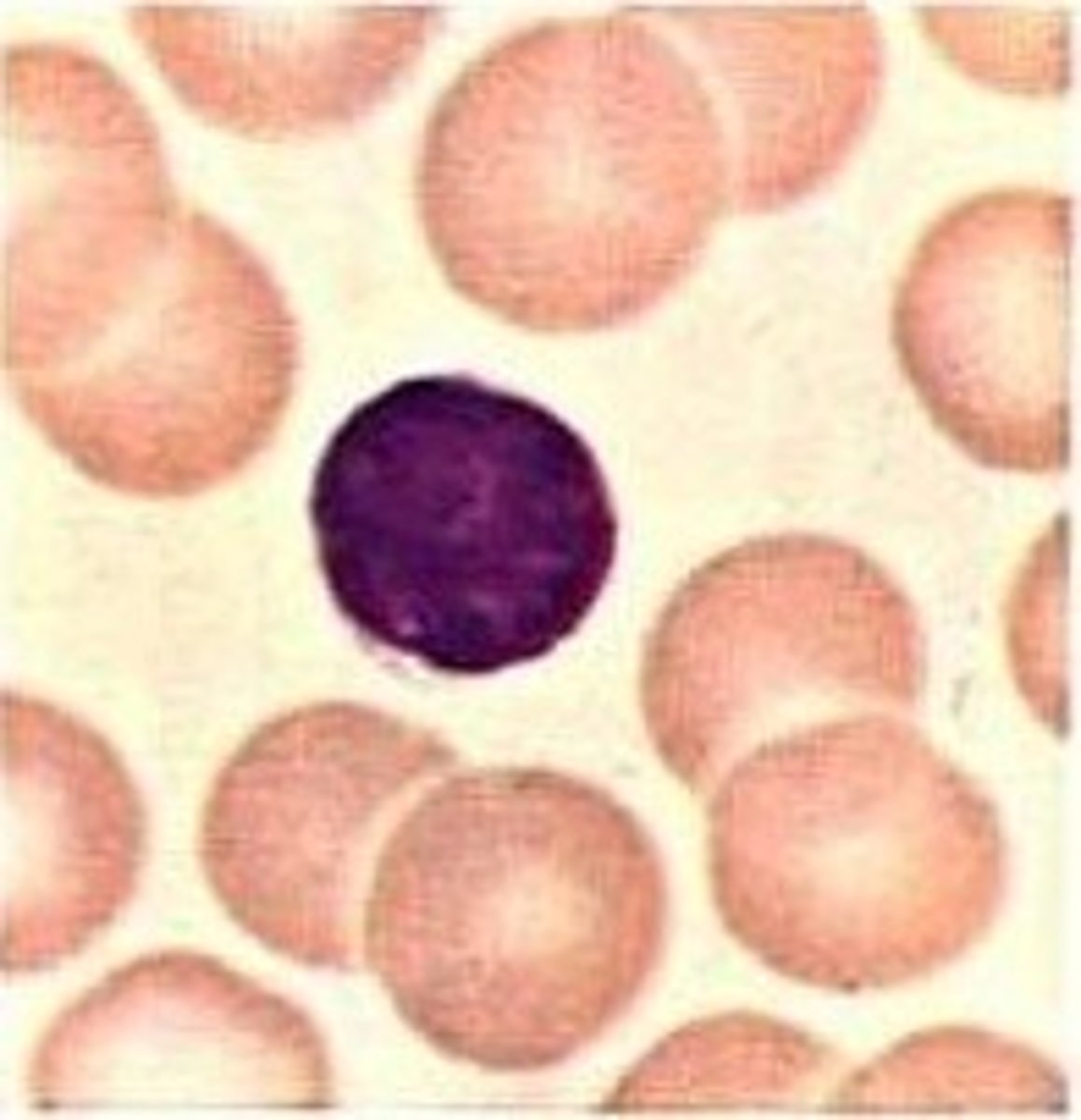 <p>Leukocytes without cytoplasmic granules</p>