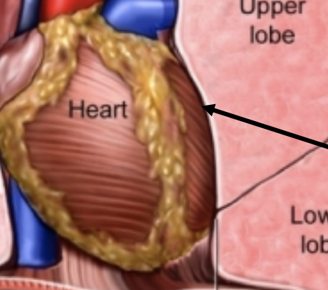 <p>space in which the heart pushes the left lung</p>