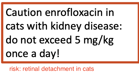 <p>do not exceed 5mg/kg once a day</p><p>cats w/ kidney disease may have reduced renal excretion of drug, so can accumulate and cause toxicity</p>