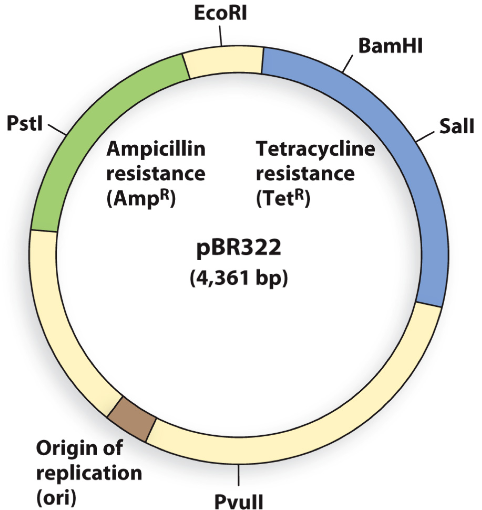 <p>A DNA fragment was inserted into the plasmid. Transformed bacterium grows on both tetracycline and ampicillin. What restriction enzyme was used?</p><p><span>a) EcoRI </span></p><p><span>b) BamHI</span></p><p><span>c) PstI</span></p><p><span>d) SalI</span></p>