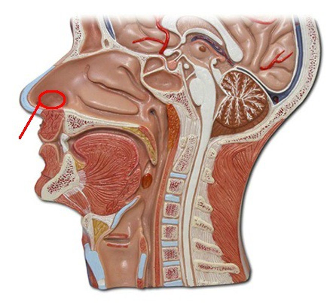 <p>just inside the nostril, lined with stratified squamous epithelium</p>