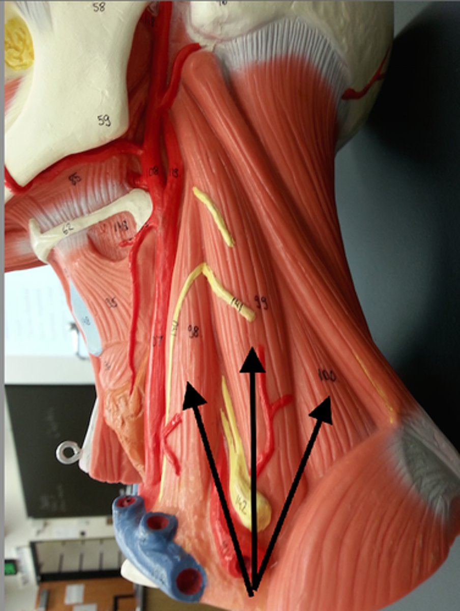 <p>Anterior, middle, and posterior</p>