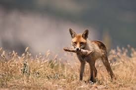 <p>An organism that gets energy from food (consumer)</p>