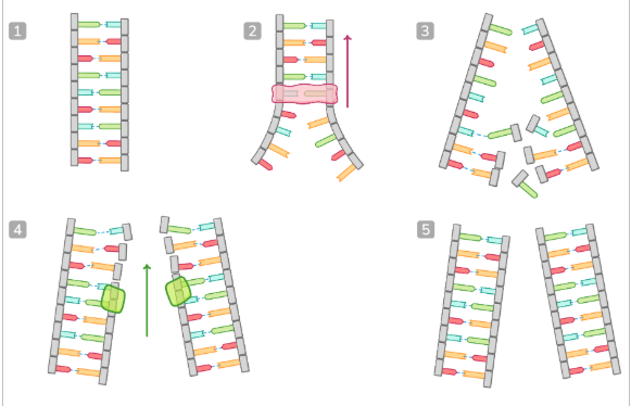 <ol><li><p>a DNA molecule that is ready to be replicated unwinds by the enzyme DNA helicase which breaks hydrogen bonds between complimentary bases separating the strands</p></li><li><p><span>each strand acts as a template as free nucleotides attract to their complementary bases</span></p></li><li><p><span>enzyme DNA polymerase joins the free nucleotides together via condensation reactions in the 5' to 3' direction forming phosphodiester bonds to create the sugar-phosphate backbone of the new DNA strand</span></p></li><li><p><span>two identical copies of DNA are made. each copy is made up of one original DNA strand and one new DNA strand (semi-conservative replication)</span></p></li></ol><p></p>