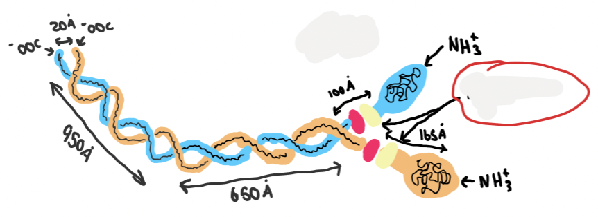 <p>what structure is this</p><p>what is the name of the circled part </p>