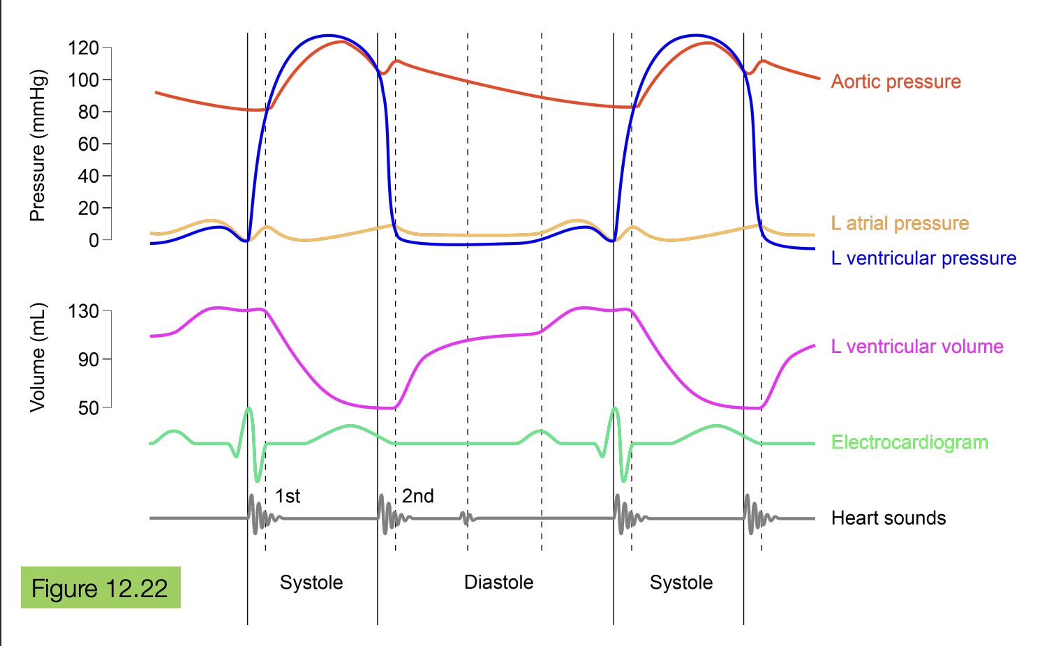 <ol><li><p>end of diastole —&gt; the atrial pressure is higher than the ventricular pressure because the blood is flowing from the atria into the ventricle. ventricular volume increases and once the blood is mostly in the ventricle, the volume stays the same</p></li><li><p>systole —&gt; the ventricular pressure starts to increase as the blood is flowing out into the aorta. the aortic pressure increases because blood is flowing there. the ventricular volume is decreasing as blood is flowing out of the ventricle into the aorta</p></li><li><p>start of diastole → once ventricle has pushed out all the blood, the pressure decreases as the ventricle relaxes and the ventricular volume is at its lowest</p></li></ol><p></p>