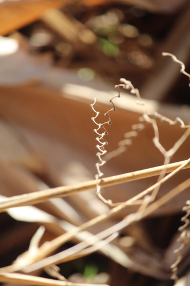 <p>what is the name of the plant whose zigzag stem is pictured here?</p>