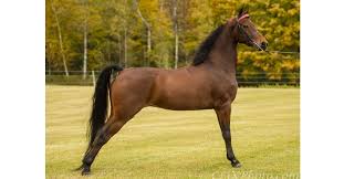 <ul><li><p><span style="color: red"><strong>Descendent of Justin Morgan the racing horse that never lost a race</strong></span></p><ul><li><p>Outpull, outrun, outjump or outdo any horse</p></li></ul></li><li><p>Known for being quiet, docile, sturdy, and all purpose</p></li><li><p>Used for stocking and driving</p></li><li><p>Straight long legs and thick neck</p></li><li><p>Only survivor of Battle of Little Big Horns: Comanche, Senior Captain Keogh’s Morgan</p></li><li><p>Bay, brown, black, chestnut</p></li><li><p>14.2 - 16 hands</p></li><li><p>800 - 1,200 lbs</p></li></ul><p></p>