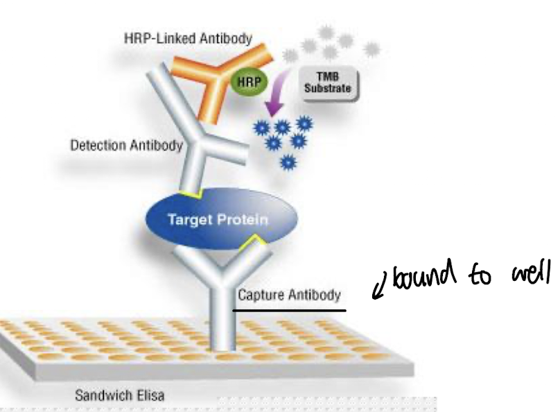 <p><strong><mark data-color="green" style="background-color: green; color: inherit;">It uses a constant dilution of capture antibody to immobilise the antigen</mark>, then detects it with a 2nd Ab.</strong></p><ul><li><p>Capture Ab coated on the solid phase&nbsp;</p></li><li><p>Unabsorbed Ab is washed away</p></li></ul><p>*<strong>Capture Ab and 2nd Ab <u>shouldn’t recognise the same site</u></strong></p><ul><li><p><strong>Sensitive detection of Ag is attributed to an</strong> <strong>avidin- streptavidin HRP</strong> <strong><mark data-color="yellow" style="background-color: yellow; color: inherit;">(horse-radish peroxidase)</mark></strong> <strong>complex, which binds to the biotin conjugated to the enzyme-labelled Ab,</strong> <strong>allowing for a coloured peroxidase substrate to be generated from HRP, which is detectable using a spectrophotometer</strong></p></li></ul><img src="https://knowt-user-attachments.s3.amazonaws.com/8c13901a-202f-483f-9d15-20b14b612192.png" data-width="100%" data-align="center" alt="knowt flashcard image"><p></p>