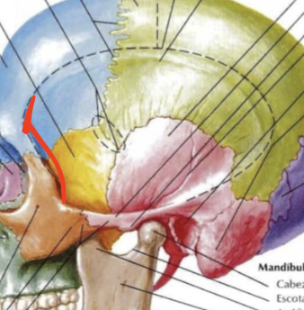 <ul><li><p>Límite de la fosa temporal</p><ul><li><p>Superficie posterior del apófisis frontal del cigomático</p></li><li><p>apófisis cigomática del hueso frontal</p></li></ul></li></ul><p></p>