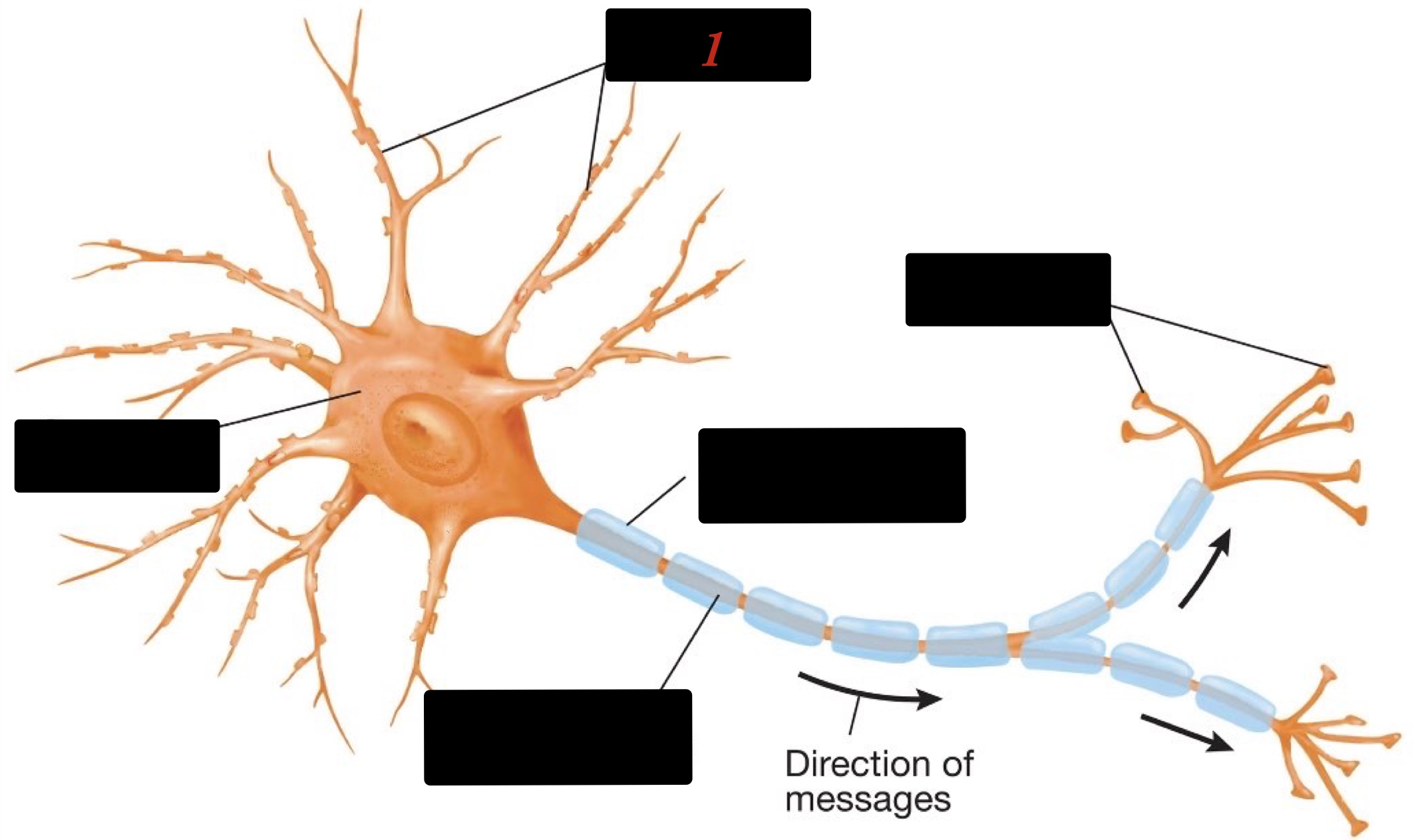 gather information from other neurons 