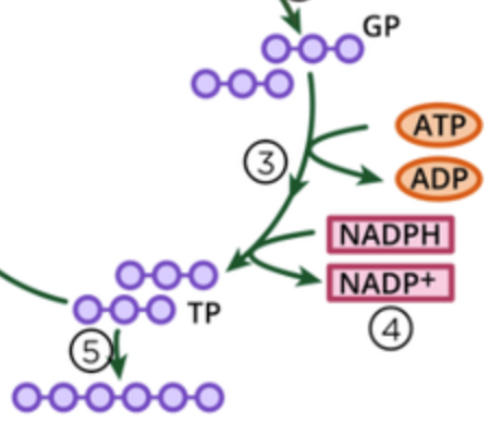 <ol start="3"><li><p>Energy from<mark data-color="#828ddd" style="background-color: rgb(130, 141, 221); color: inherit;"> 2 ATP</mark> &amp; <mark data-color="#e5b16e" style="background-color: rgb(229, 177, 110); color: inherit;">2 H</mark> from <mark data-color="#d7b172" style="background-color: rgb(215, 177, 114); color: inherit;">2 red.NADP</mark> used to<strong><u> reduce</u></strong><mark data-color="blue" style="background-color: blue; color: inherit;"> 2 GP</mark> to <mark data-color="purple" style="background-color: purple; color: inherit;">2TP </mark>(triose phosphate)</p><ol><li><p>Supplied from <em><u>LD reactions</u></em></p></li><li><p>Produces<strong> 2 ADP</strong></p></li></ol></li></ol><p></p>
