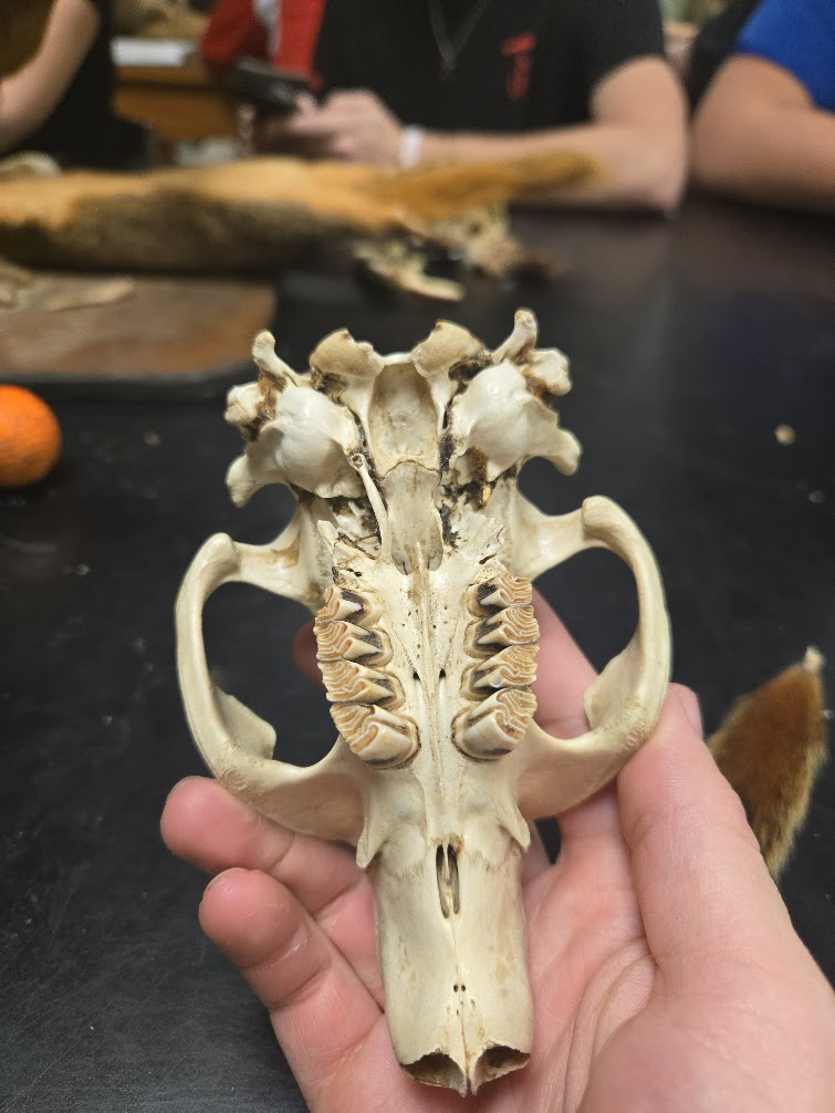 <p><span>1 0 1 3 20 teeth total</span><span><br></span><span>1 0 1 3</span><span><br></span><span> Massive jaw structure</span><span><br></span><span> Incisors are orange on front (hard) and white</span><span><br></span><span>on back (softer)</span><span><br></span><span> Incisors continue to grow throughout life</span><span><br></span><span> eyes point up</span><span><br></span><span> Auditory bulla with very long stem</span><span><br></span><span> Ribbon fluted (grooved) teeth</span><span><br></span><span> Incisive foramen are long and set back from</span><span><br></span><span>the incisors</span><span><br></span><span> Premolars and molars look alike</span></p>