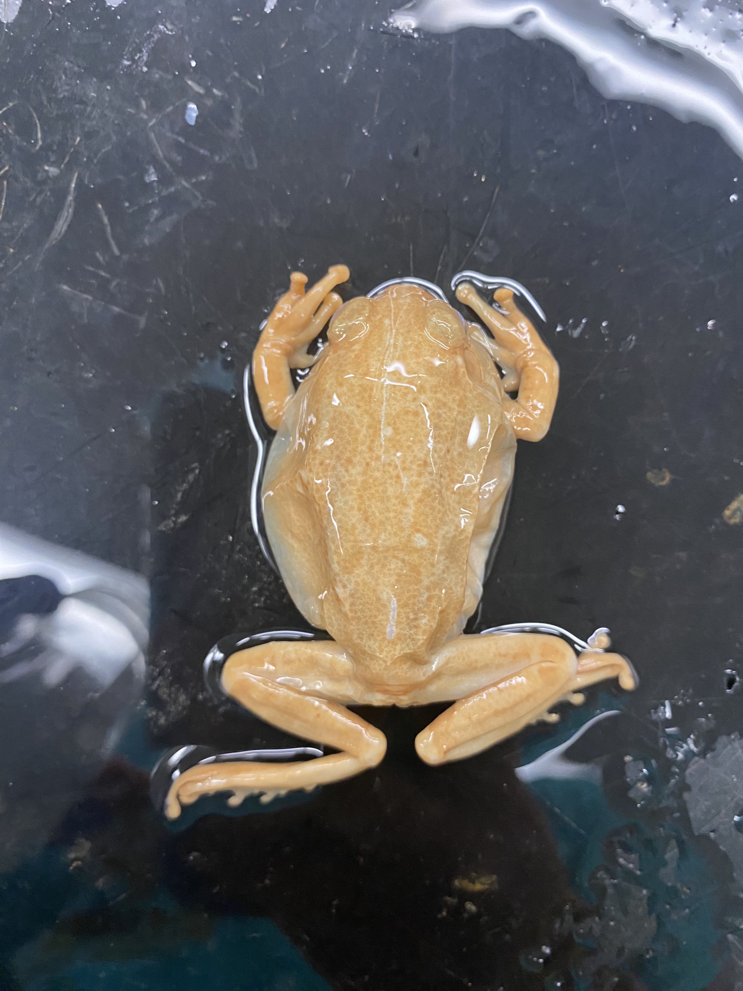 <p>barking treefrog</p>