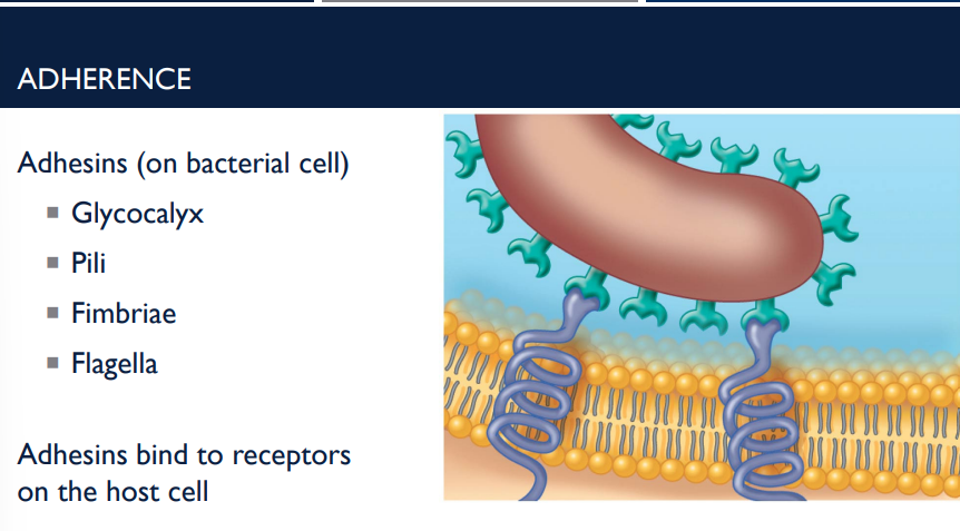 <ul><li><p>Glycocalyx </p></li><li><p>Pili </p></li><li><p>Fimbriae </p></li><li><p>Flagella</p></li></ul><p>are all examples of&nbsp;</p>
